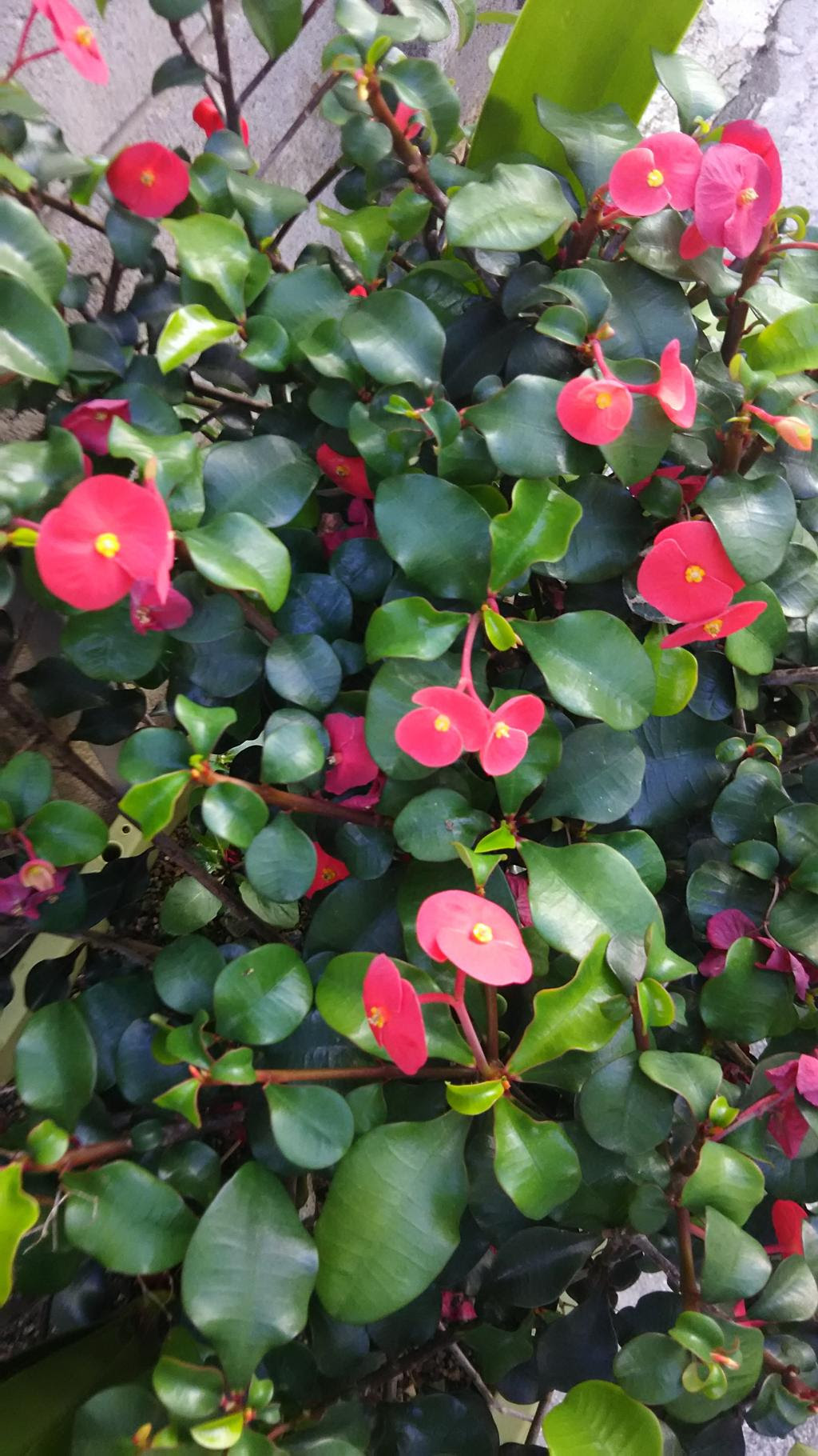 うるがいの話 赤い丸い花