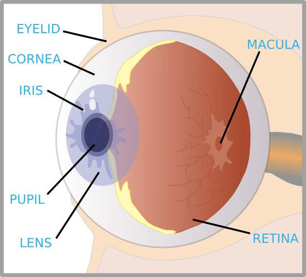Eye With Labels Clip Art at Clker.com - vector clip art ...