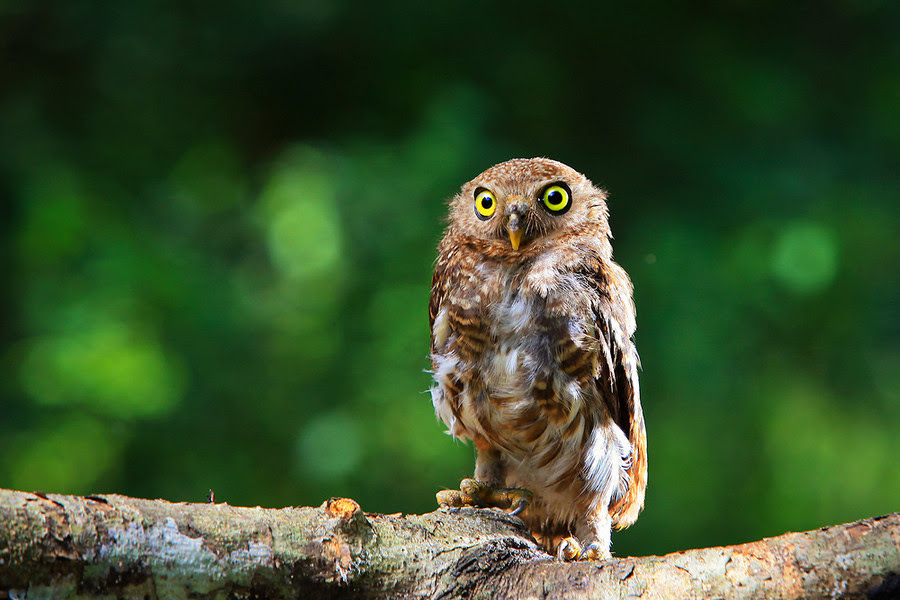 500px favs, rg443