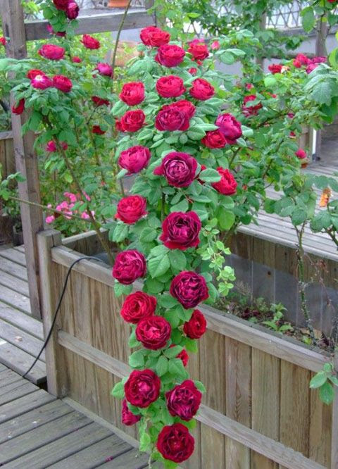 2017 Crown Red Climbing Rose Climbing Roses Chinese Rose ...