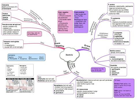 images  microbiology  pinterest stains