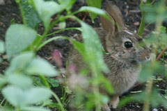 rabbit 053