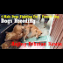 anjing - 4 Male Dogs Fighting For 1 Female Dog (Dog Breeding) - Anjing