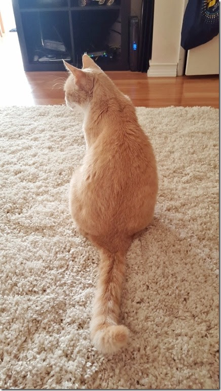 cat back (450x800)