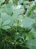 アマチャヅル 甘茶蔓 ウリ科 旭川の野の花