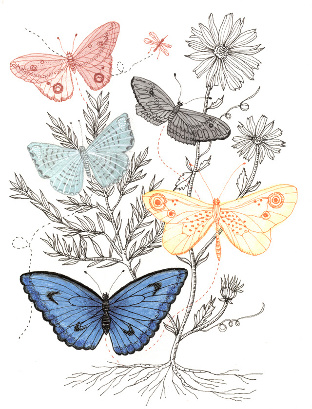 Butterflies