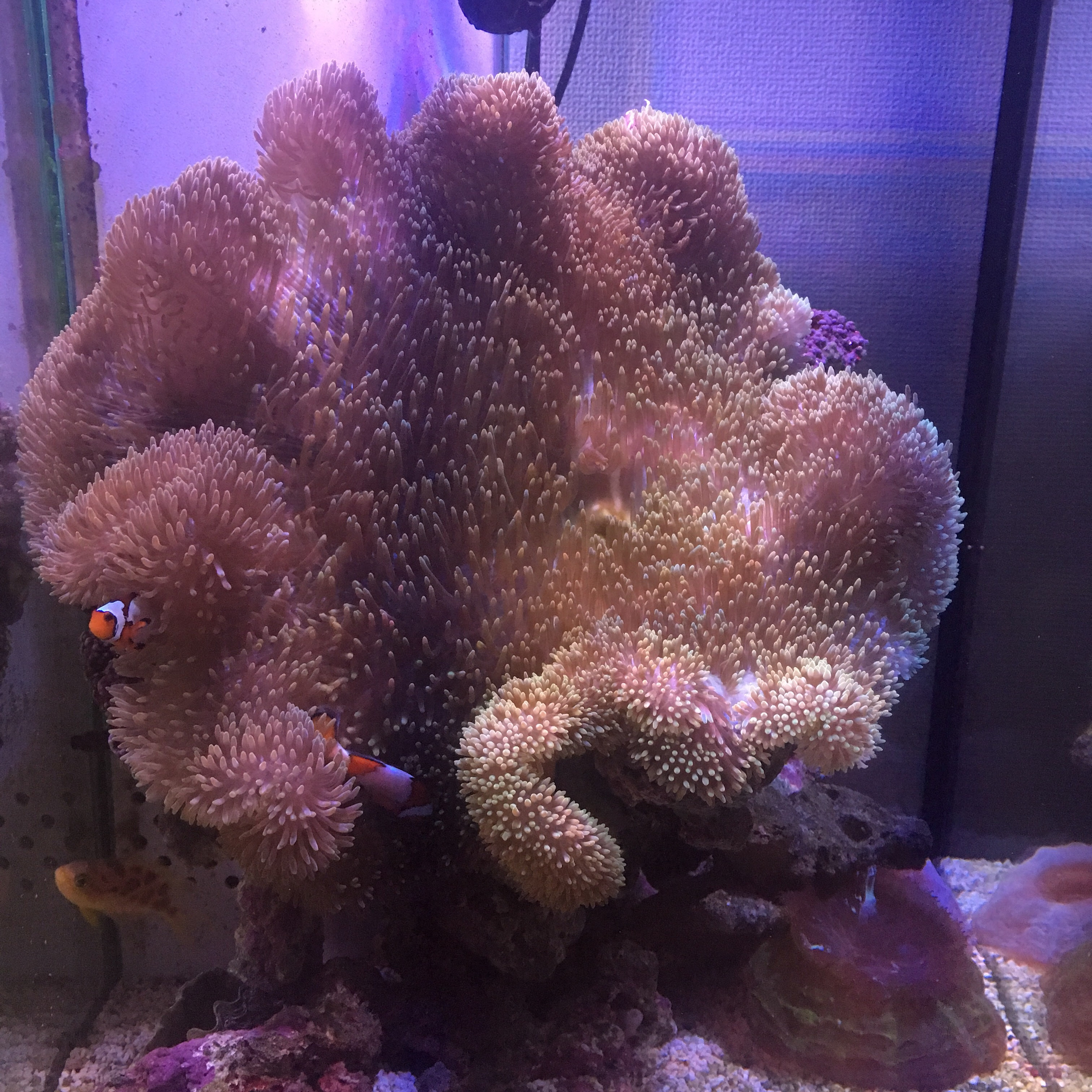 ハタゴイソギンチャク飼育のコツ Aqua Friends