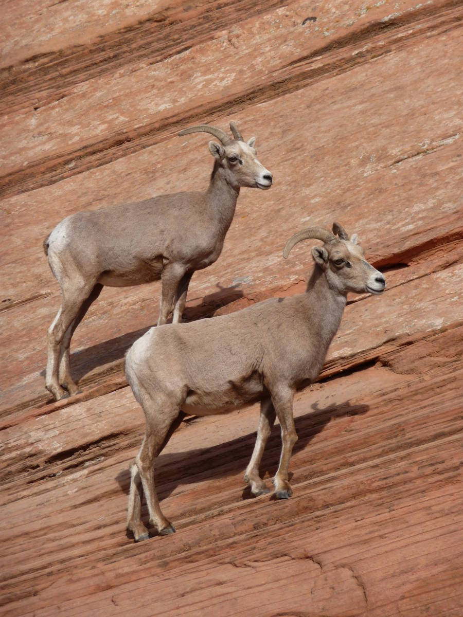 Desert Bighorn Sheep make comeback in Zion Park - The ...