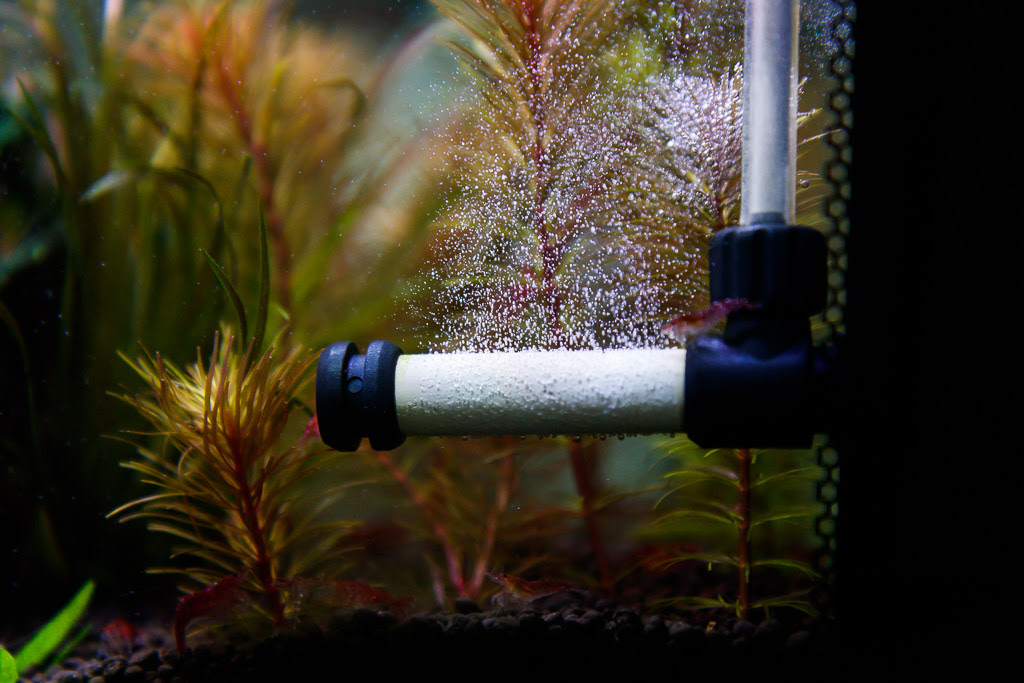 How To Clean Your Planted Aquarium S Co2 Diffuser Spec Tanks