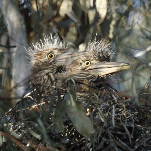Black-crowned Night Heron Chicks