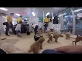 [新しいコレクション] ふれあい わんこ ハウス 353118