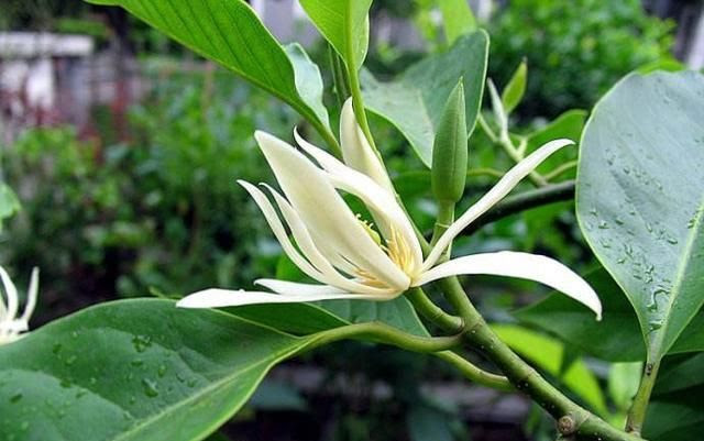 种一盆白兰花 比兰花还香 注意这几点 能长成