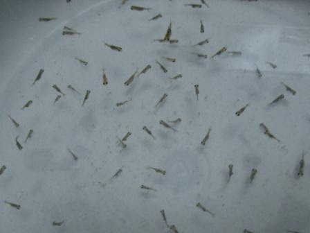 金魚 桜錦の繁殖に挑戦 １ヶ月 ２ヶ月経過編