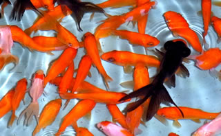 金魚すくいの金魚を上手に飼育する方法 熱帯魚レンタルｎ ａ