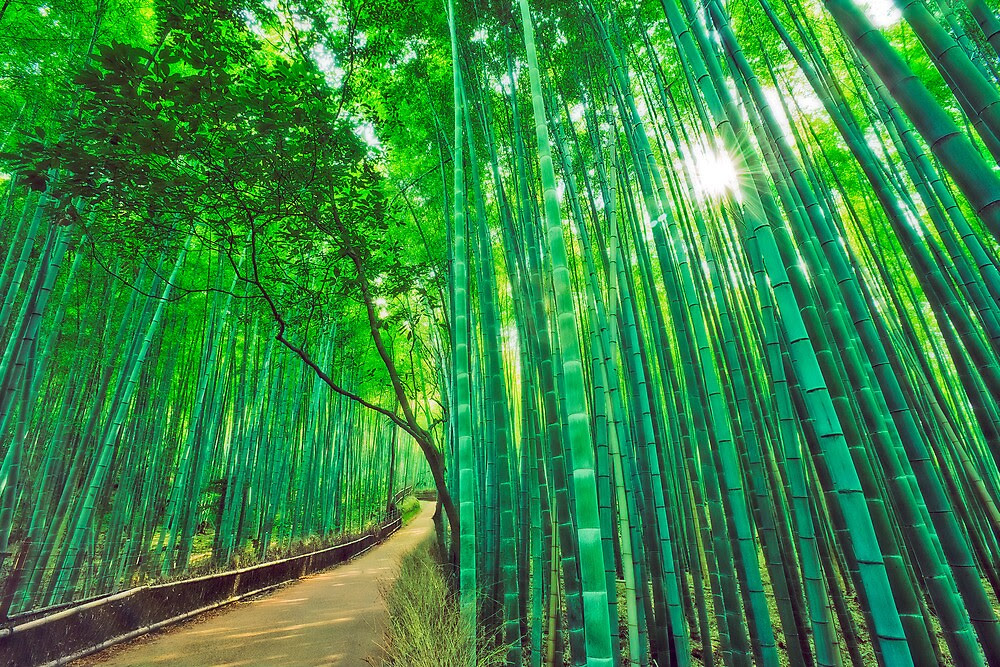  Bamboo  forest at Sagano Arashiyama  Kyoto by Yves 