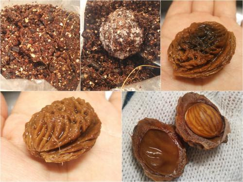 殻割り 種まき 白鳳