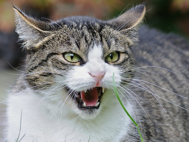 猫が うーっ と唸るのはなぜ 威嚇 恐怖 病気の可能性も 猫の総合情報サイト ペットスマイルニュースforネコちゃん