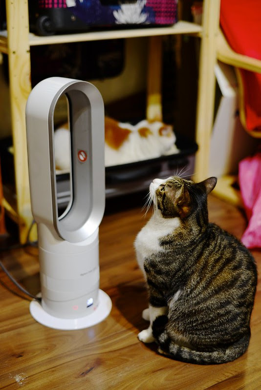 生活家電 推薦 暖房必備dyson Hot Cool Air Multiplier 暖房氣流倍增器am04 外形美 無扇葉 暖房快 超安全 冬夏兩用 跟著柚子去旅行 旅遊美食3c 部落格