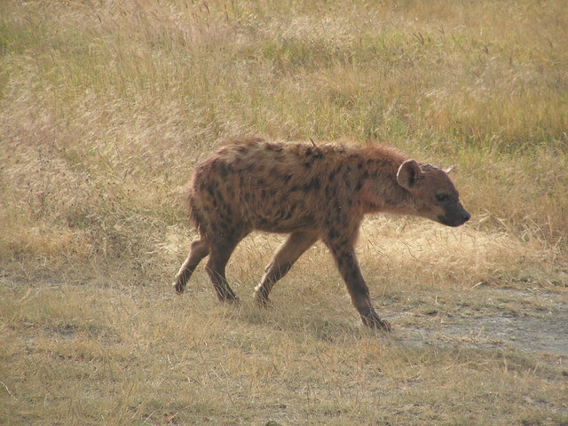 623_Hyena_nog_dichterbij