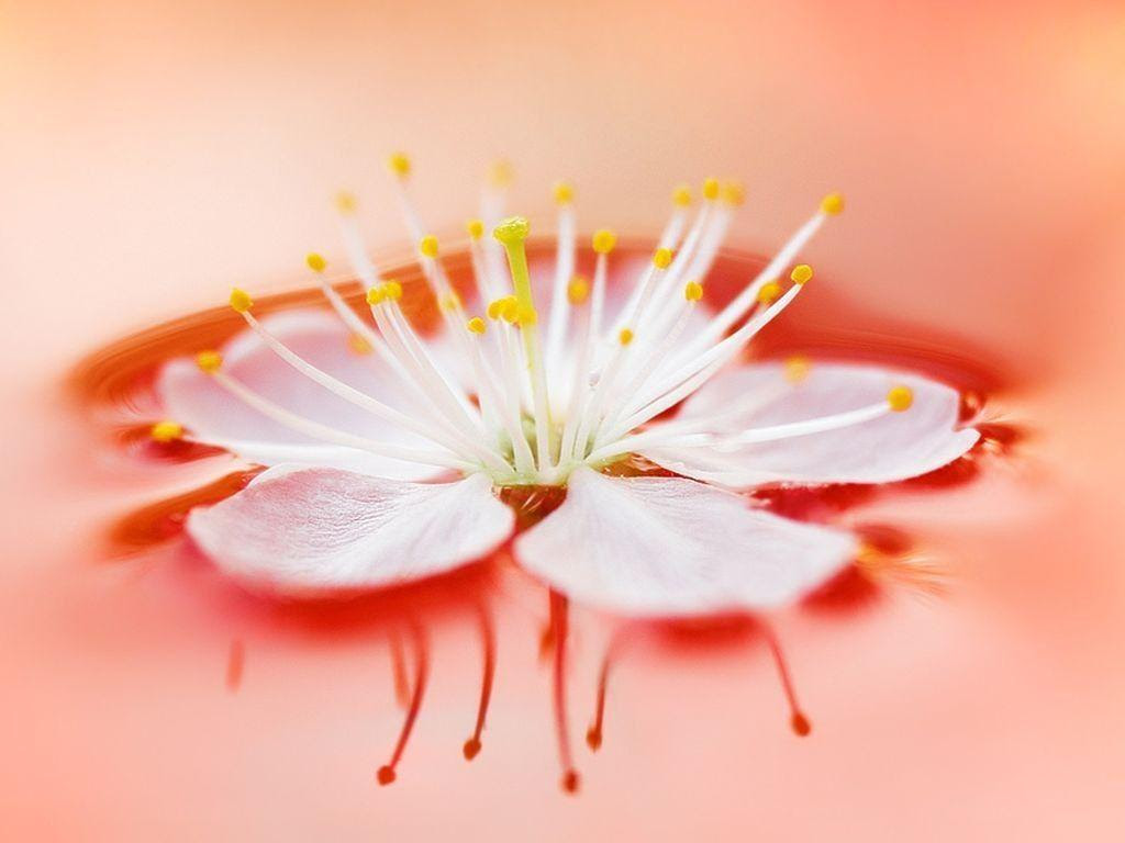 50 Beautiful Flower Wallpaper Images For Download