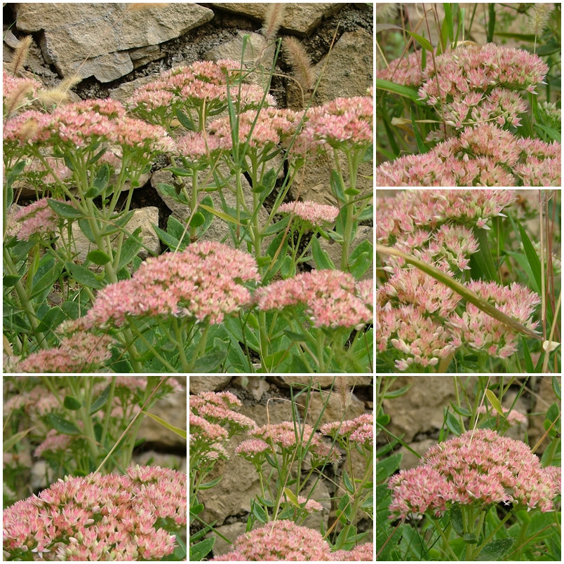 sedum spectabilis mix