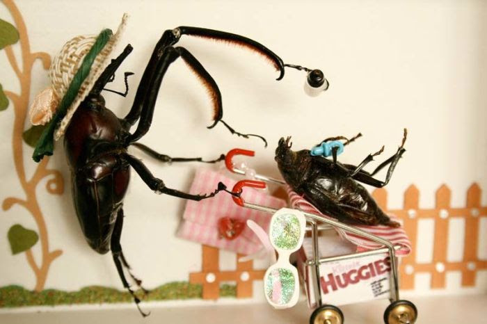 Beetles Take Over Human World (32 pics)