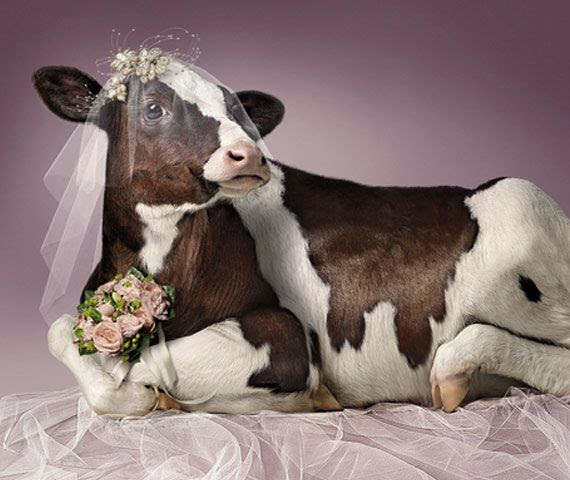 Everything Mixed Super Funny Pigs & Cows in Uncommon 