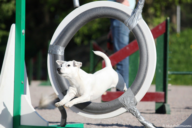 Kennel Tirlittan Youtubessa