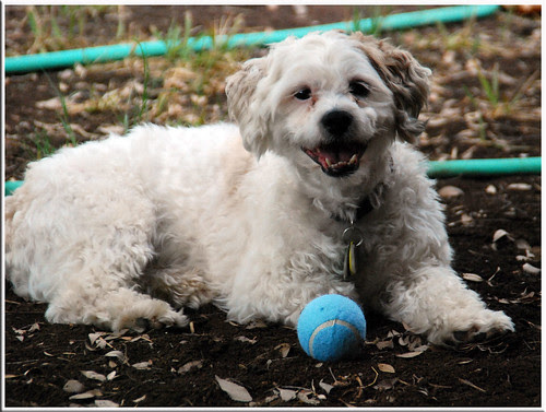 Jakey-Ball_5