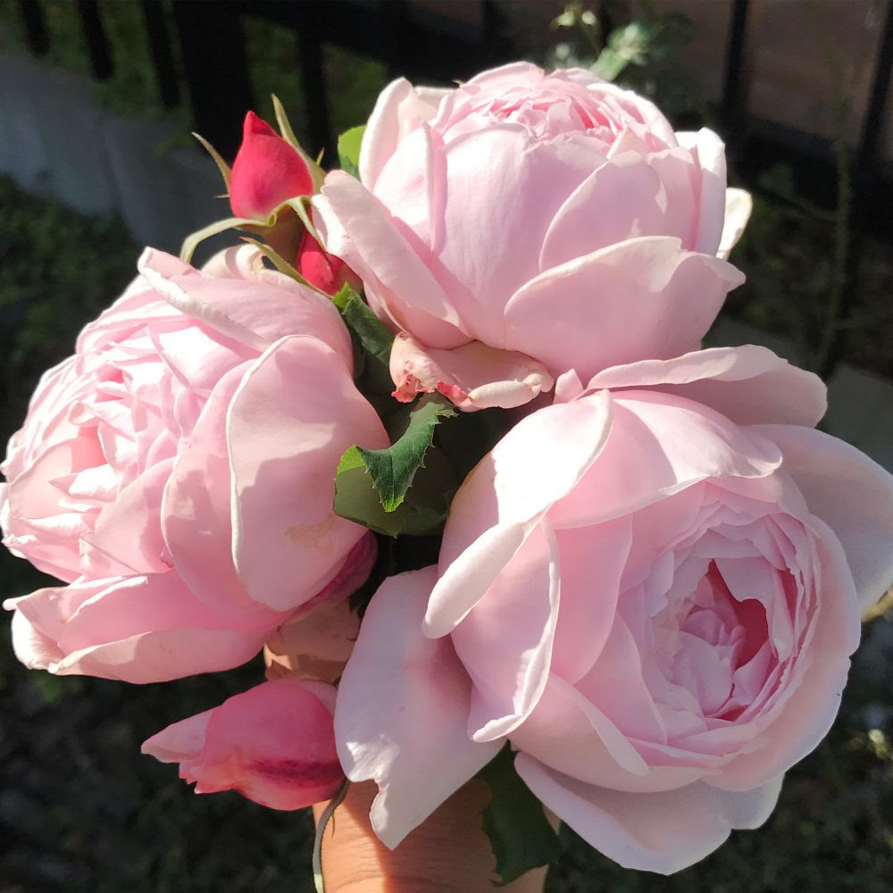 晩秋にも咲くバラ ナエマ ローズノート