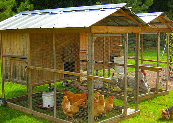 Chicken Coop Ideas - Designs And Layouts For Your Backyard 