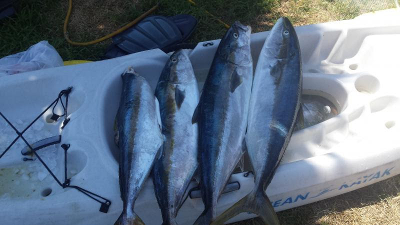 La jolla 8/14 - Kayak Fishing Adventures on Big Water's Edge