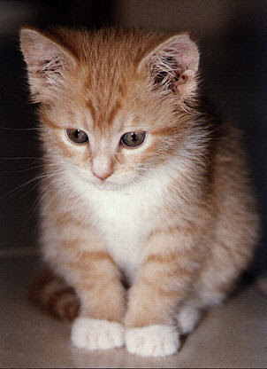 http://dreamindonesia.files.wordpress.com/2009/07/cat.jpg