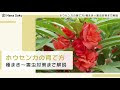 【印刷可能】 ホウセンカ 時期 植える 843028