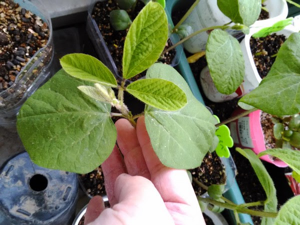 枝豆の記録 枝豆は本葉5枚で頂芽をてきしん みっくさんの日記 By 菜園ナビ