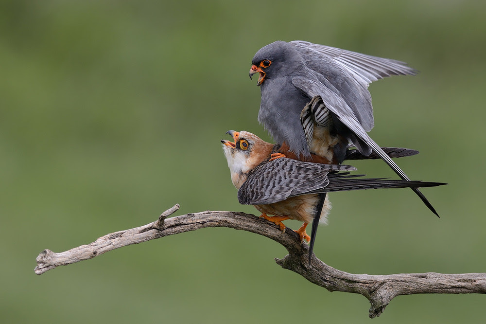 Red-footed Falcon