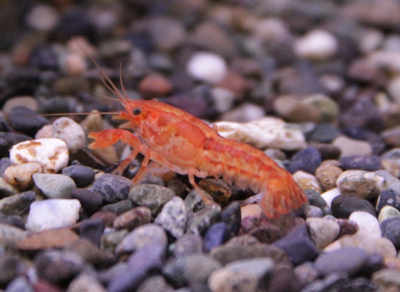 オレンジドワーフザリガニ ドワーフクラブ マーサのお魚通信