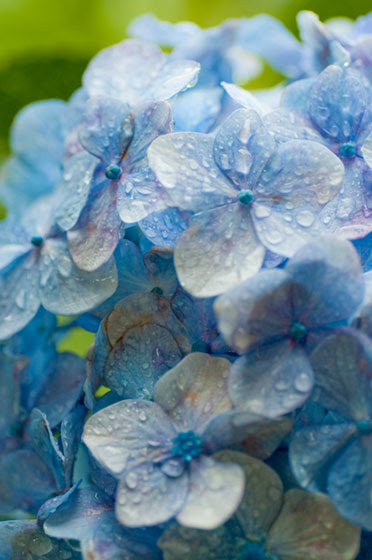 フリー素材 雨に濡れた紫陽花の花びらを撮影したフリー写真素材