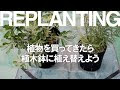 最高のコレクション バンクシア 育て方 223649