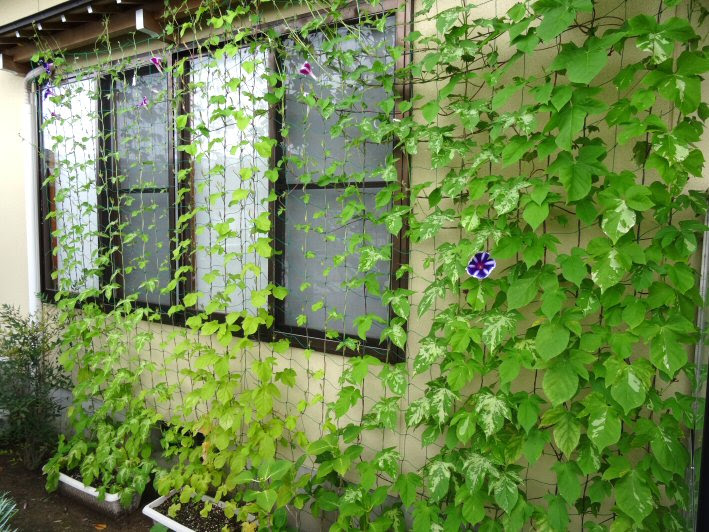 朝顔の花が咲かない原因 いちろの気ままに独り言