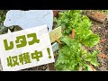√1000以上 秋 植え 野菜 日陰 939488