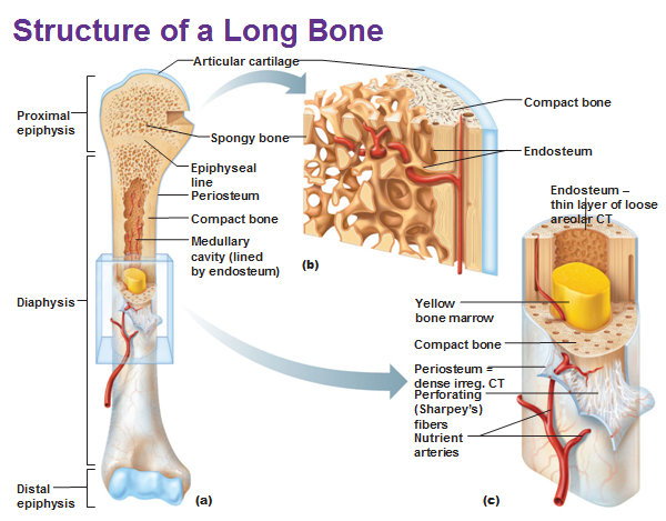 Endosteum - Function, Location and Anatomy
