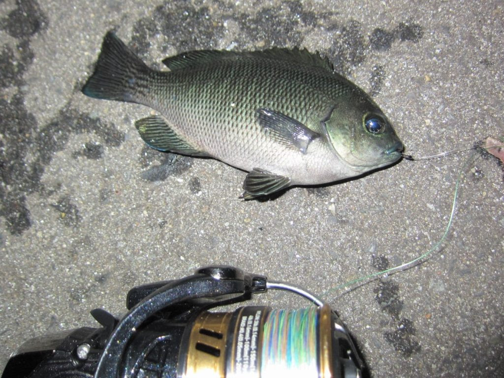 その他の魚 ページ 8 ほぼ日釣り日記 宮城