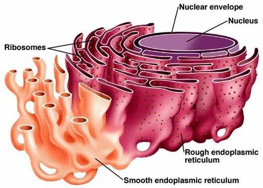 Smooth Endoplasmic Reticulum的定义和功能是什么 医药小本子