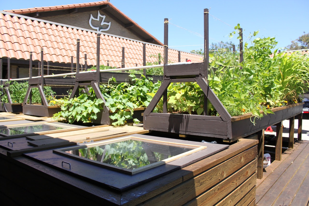 BL System: Backyard aquaponics photos