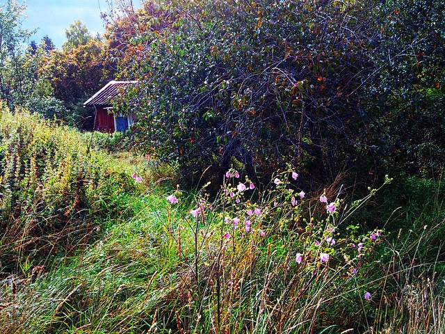 Viking Land Fairy Tale - 3