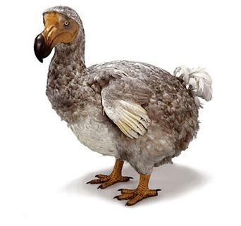 Dodo pictures, Dodo pics, Pictures of Dodo , Baby Dodo pictures, Images of Dodo 