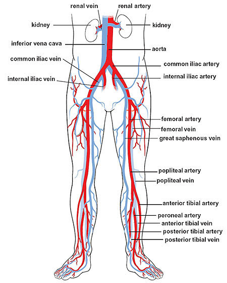 iliac arteries iliac arteries