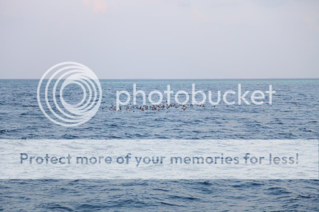 hilton irufushi, lucky dolphin excursion, maldives