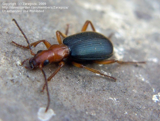 Bombardier Beetle (Brachinus